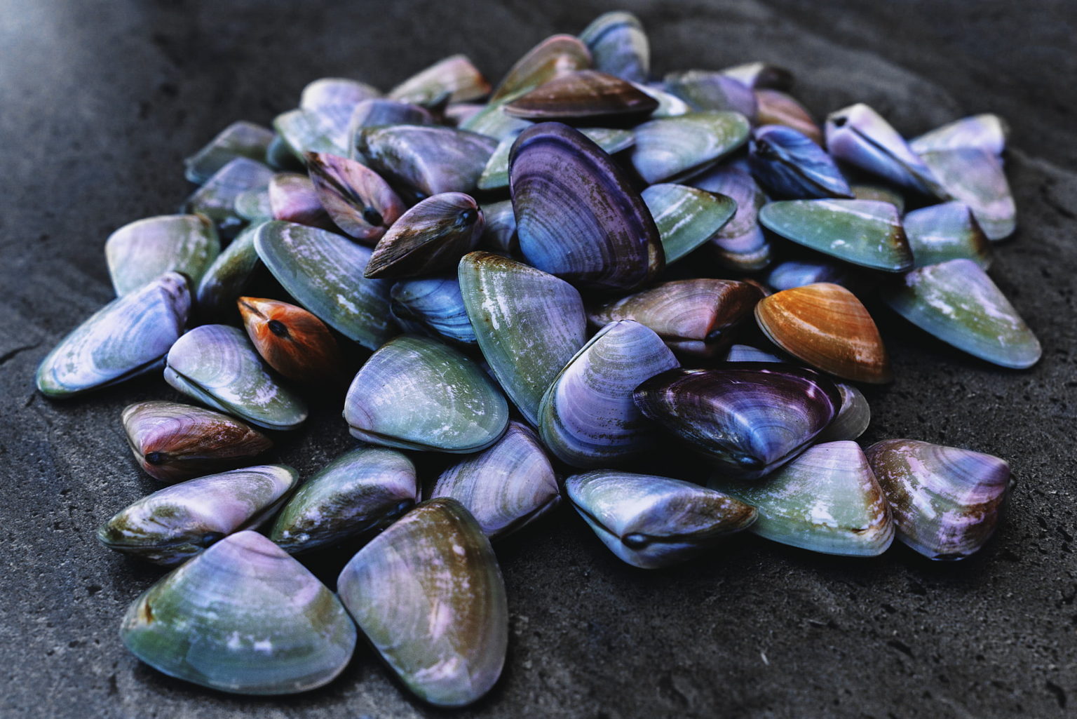 Pipis Washed Planet Seafood Buy Local Australian Seafood Online