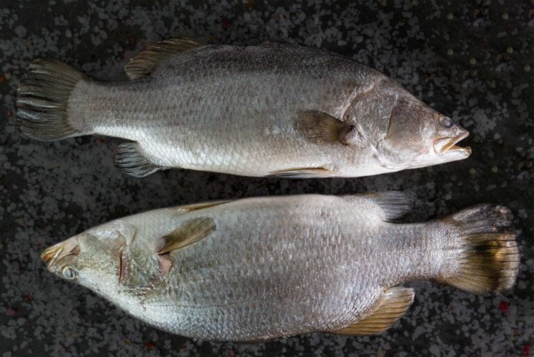 Baby Barramundi | Buy Local Australian Seafood Online Melbourne