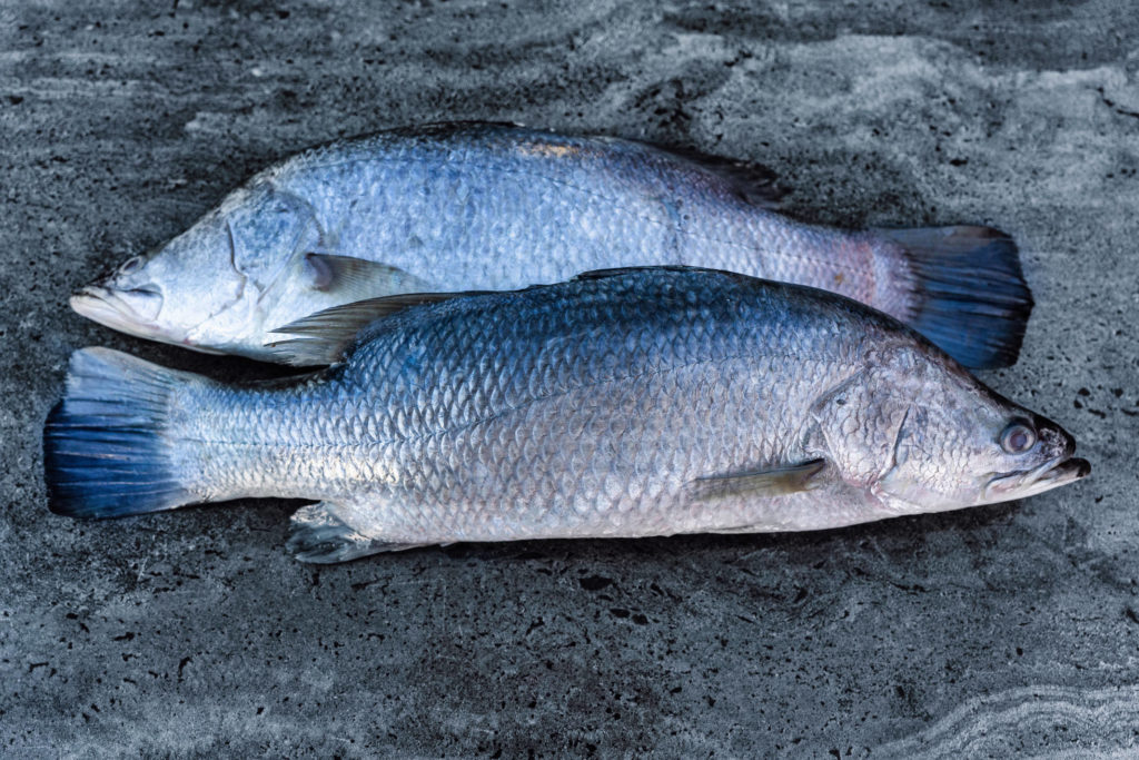 Baby Barramundi Seafood Buy Local Australian Seafood Online