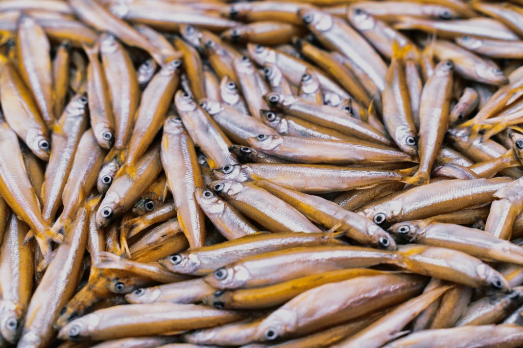 White Bait Silverfish - Aussie Seafood House